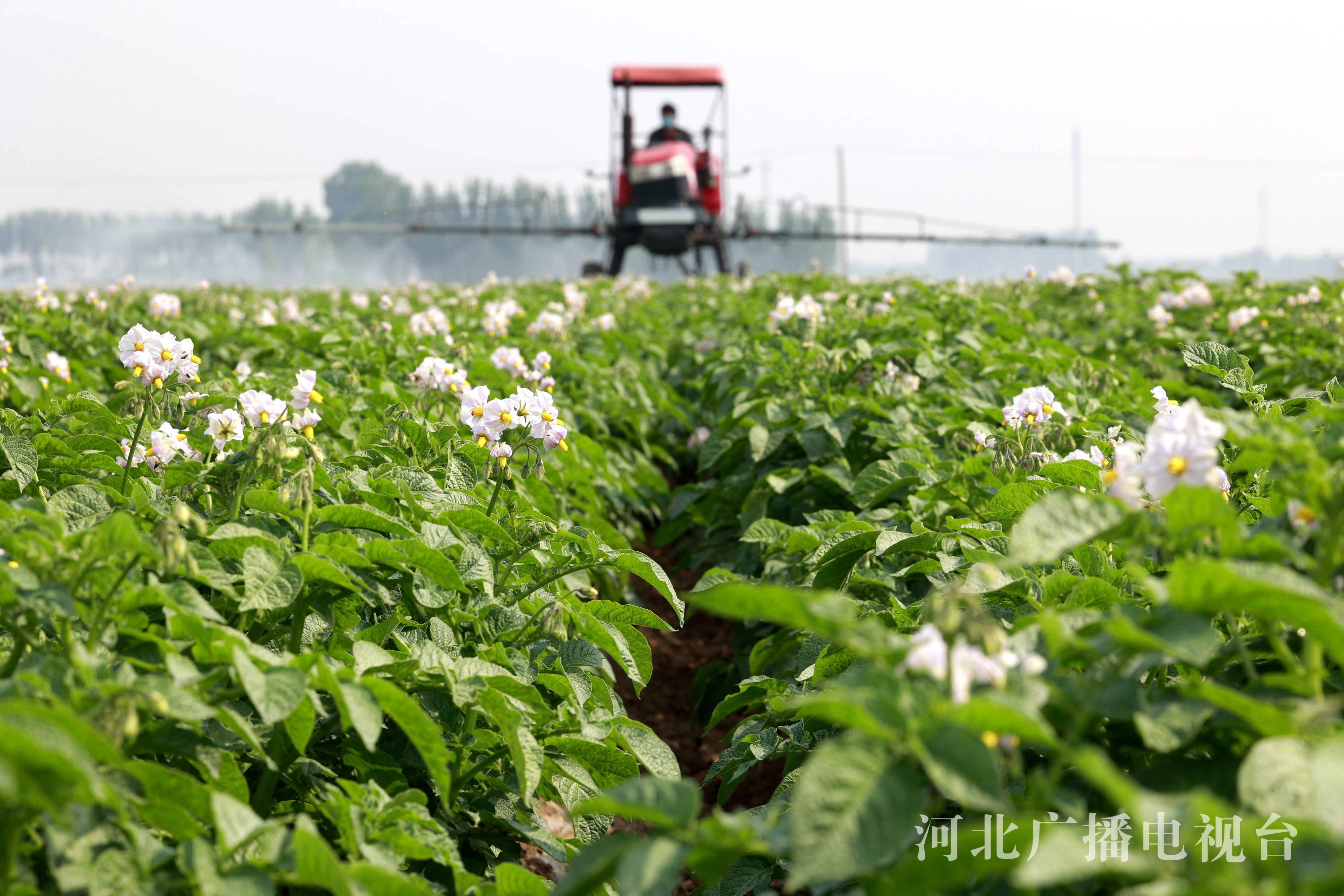 唐山丰南蔬菜管护忙丰收有保障