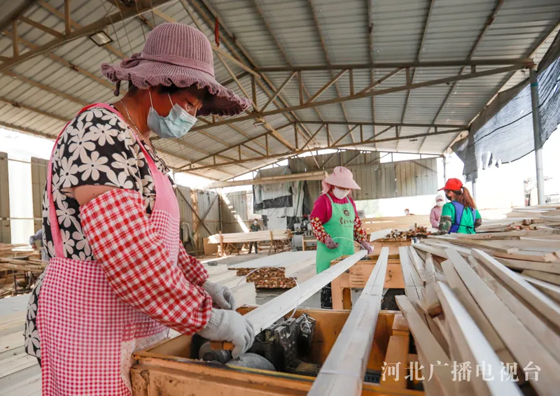 河北遵化：木板加工助农民就业增收