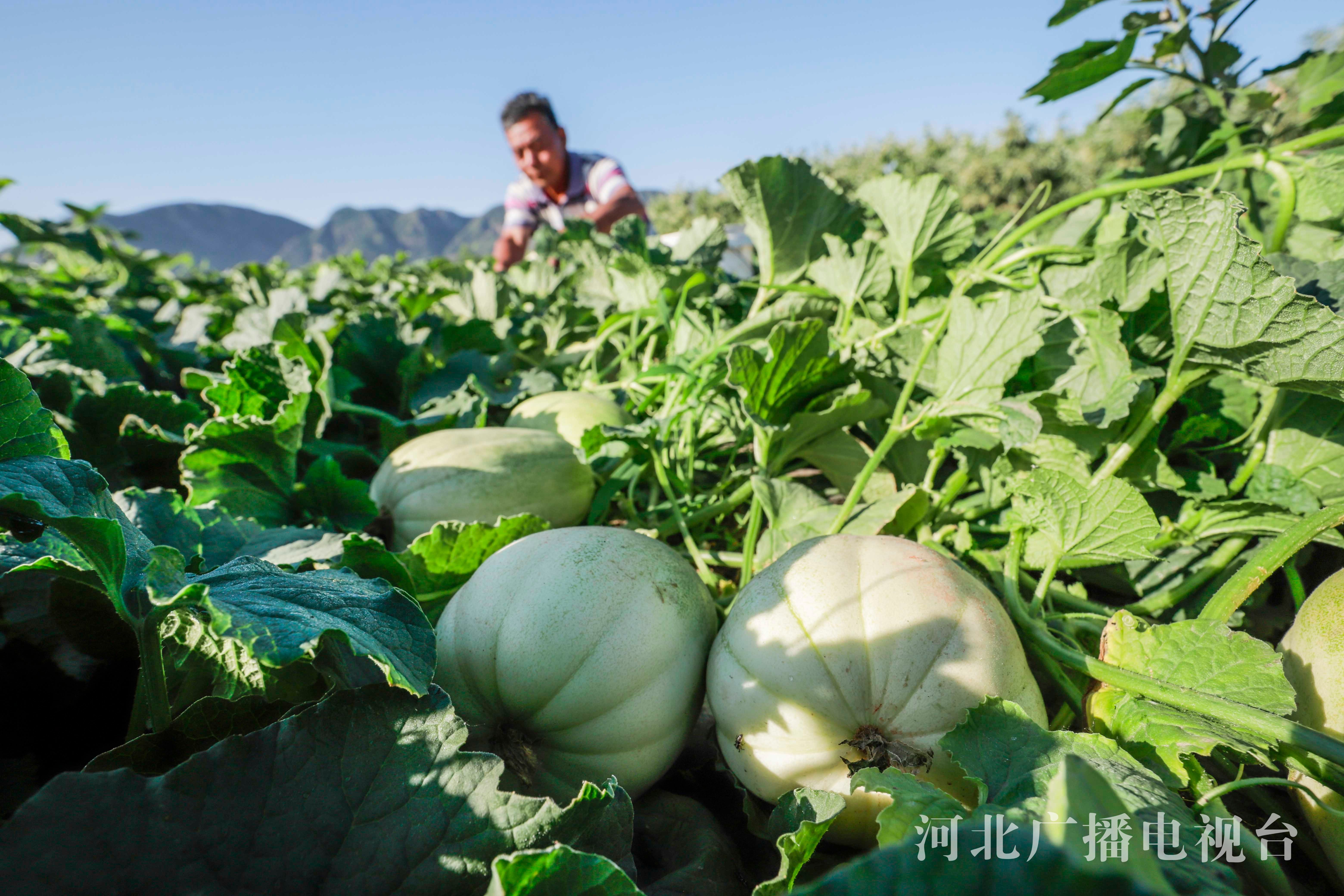 瓜田果上图片