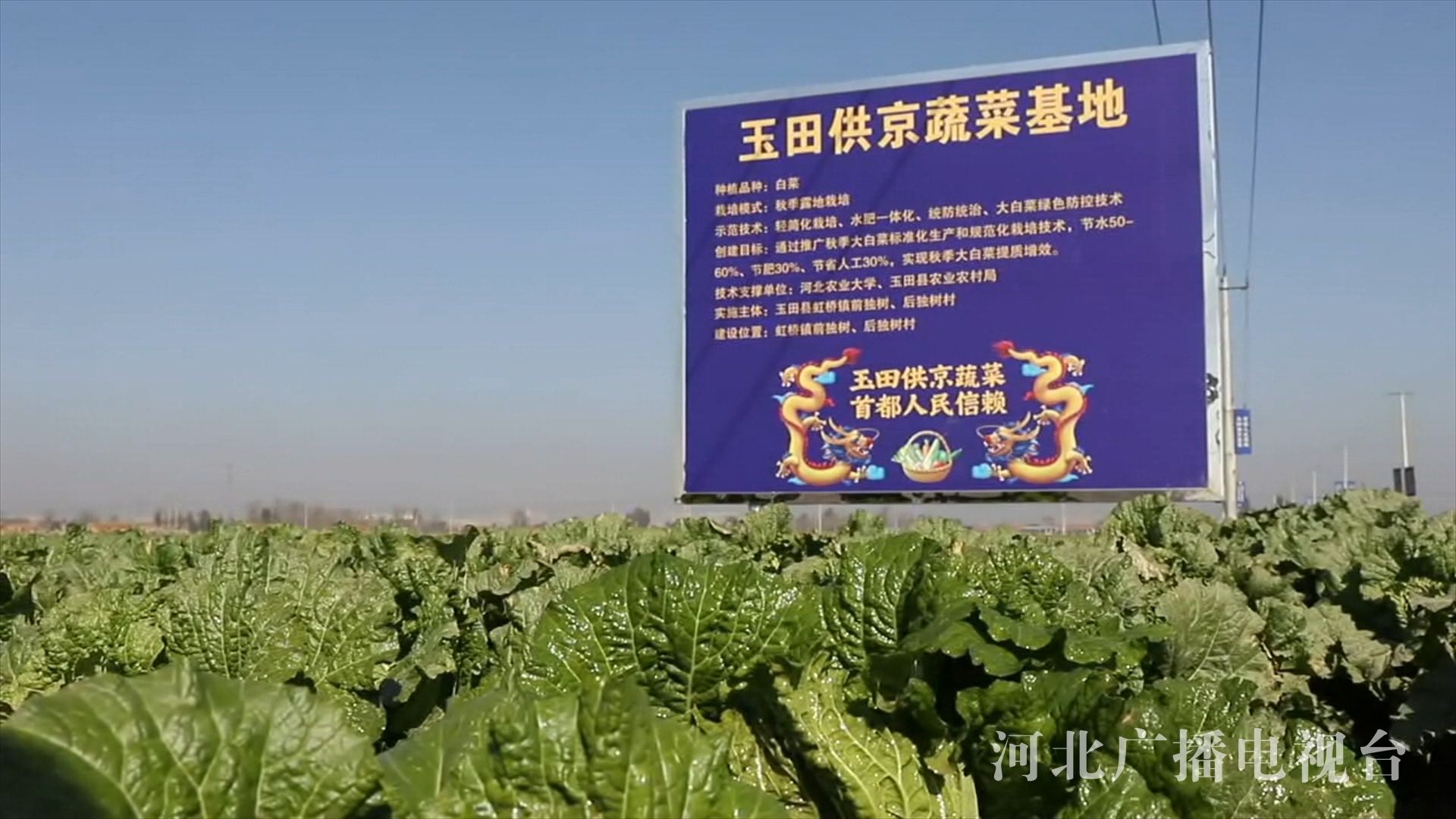 京津冀慧种地唐山玉田春季包尖白菜端上北京夏季餐桌