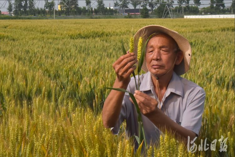 石家庄市农科院和辛集市马兰农场联合培育的小麦新品种,主要育种人是