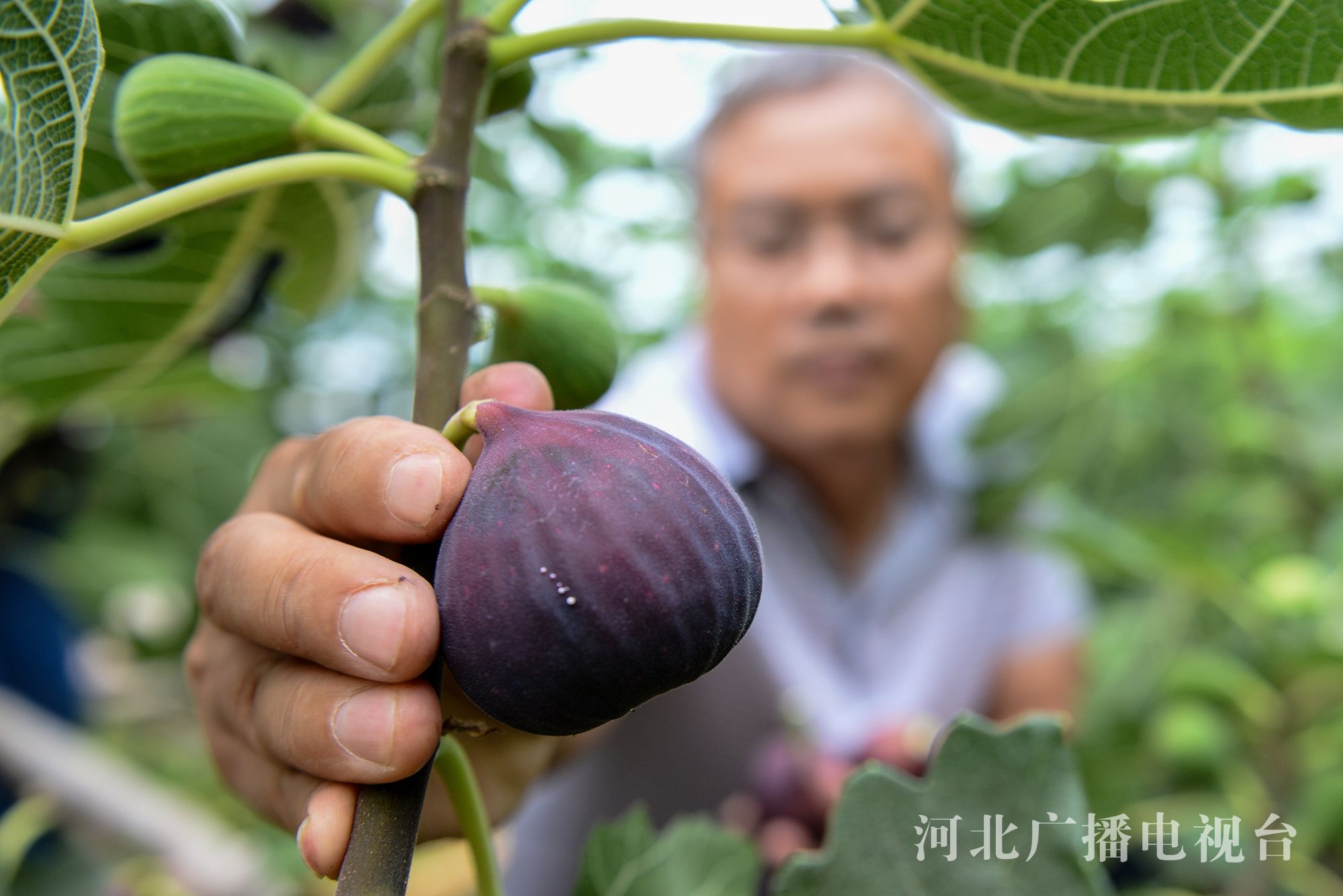 河北曹妃甸 盐碱地无花果种植技术取得重大突破