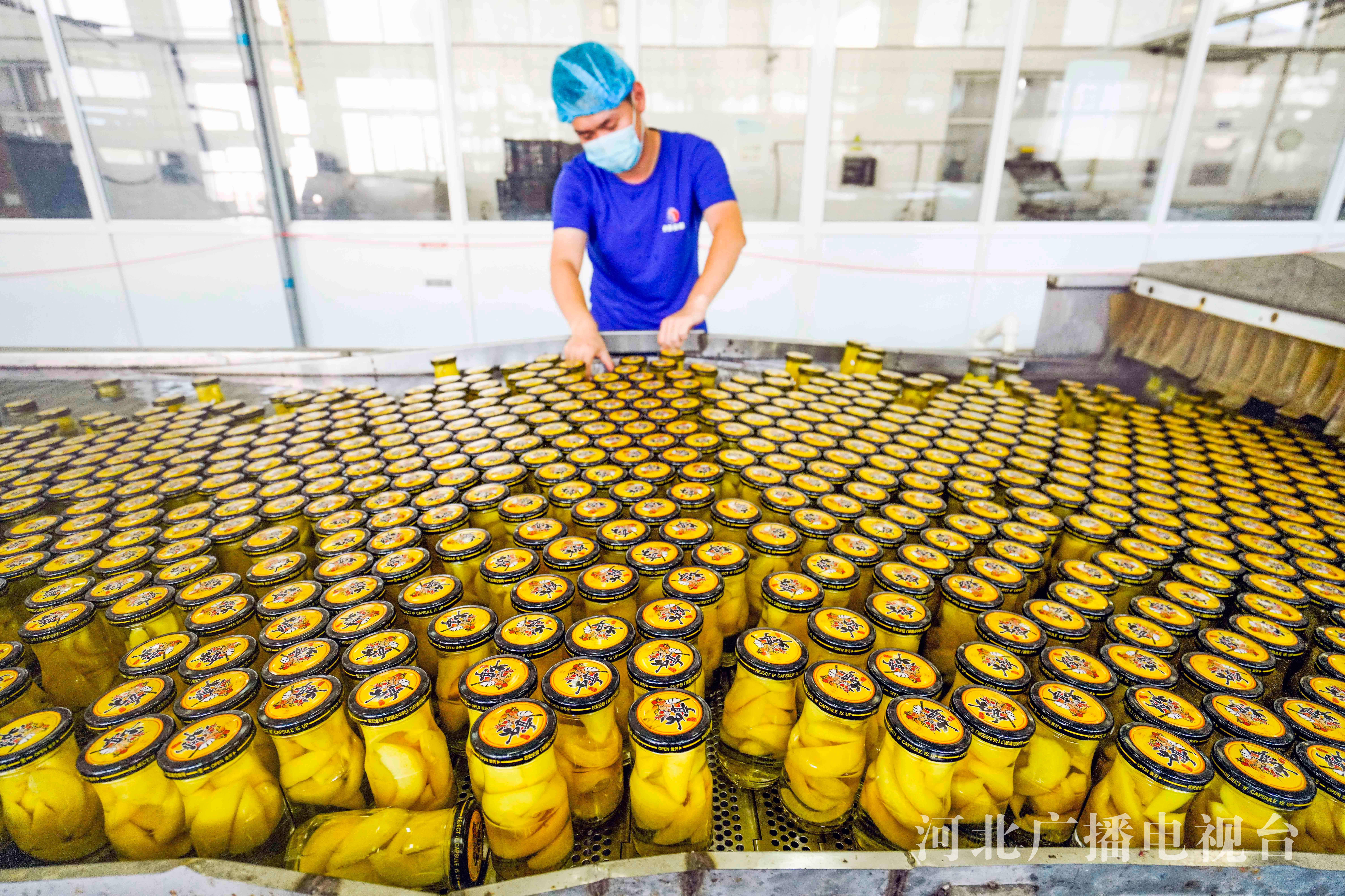 河北遵化鲜桃罐头加工忙