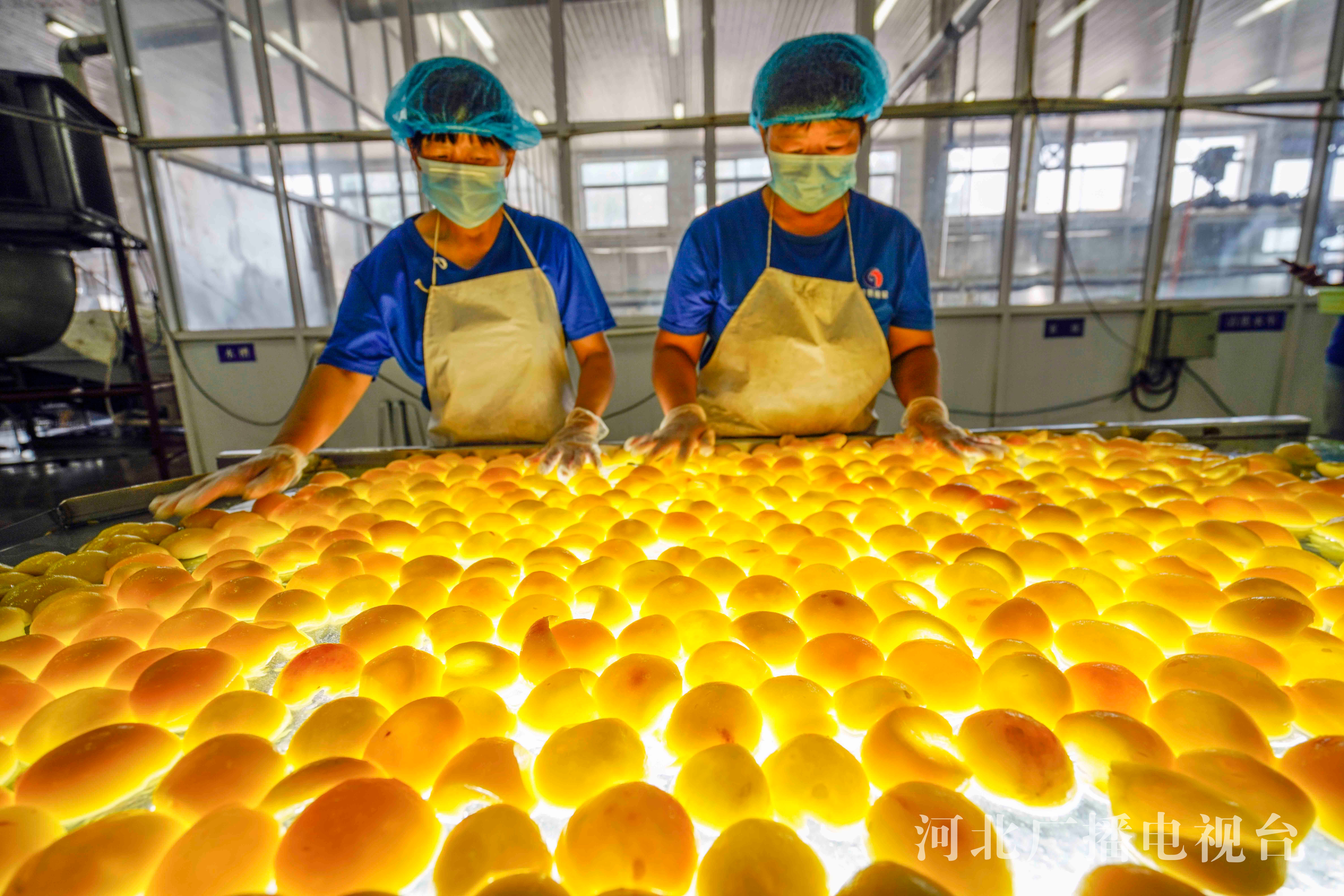 河北遵化鲜桃罐头加工忙