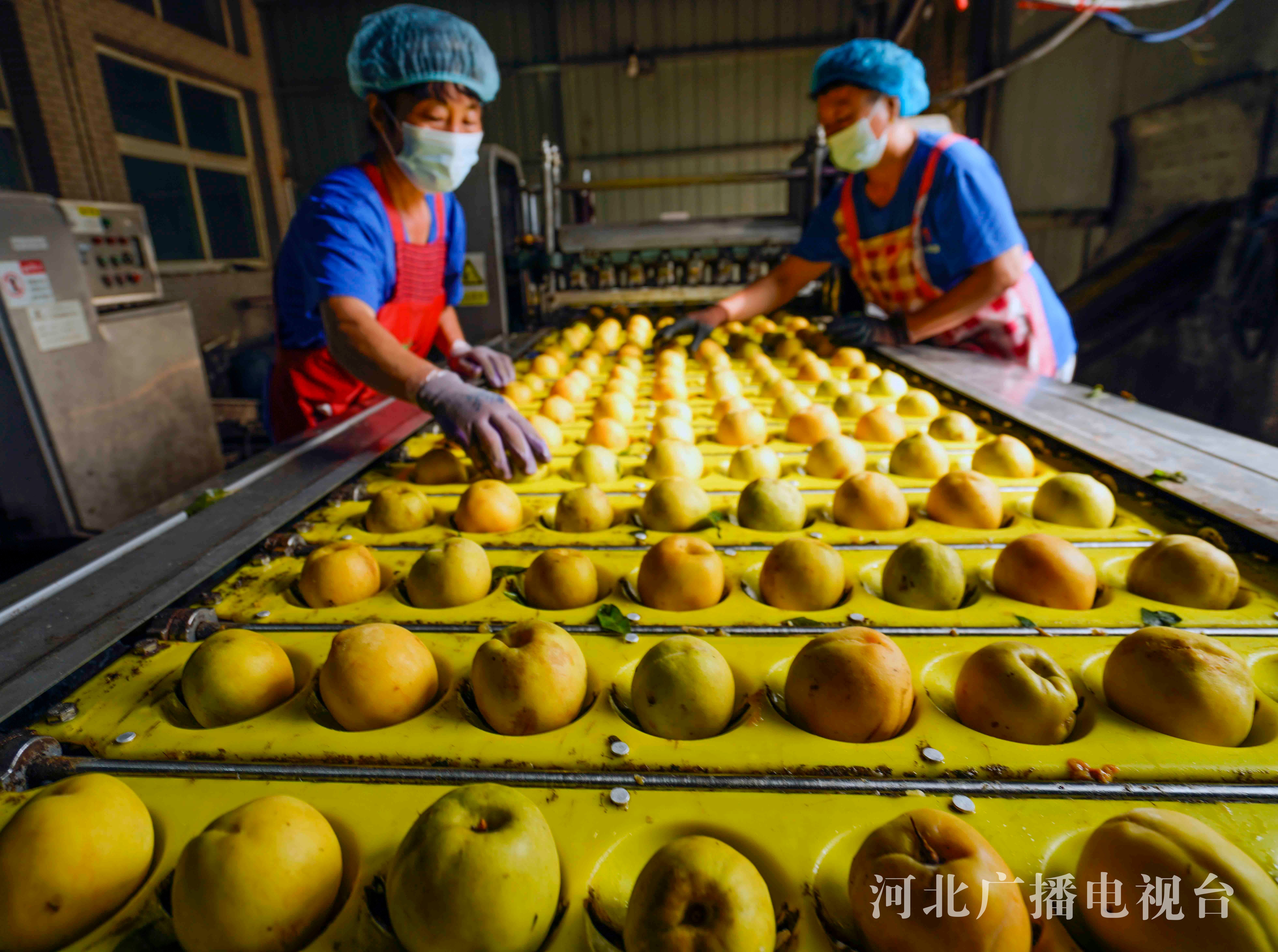 近年来,该市采取"水果