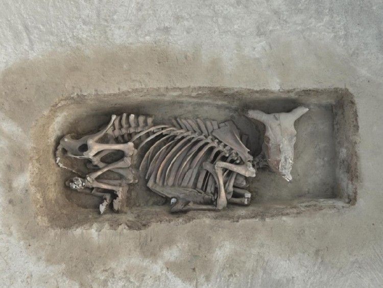 商周考古再获重要发现丨河北境内最早车马坑惊现灵寿