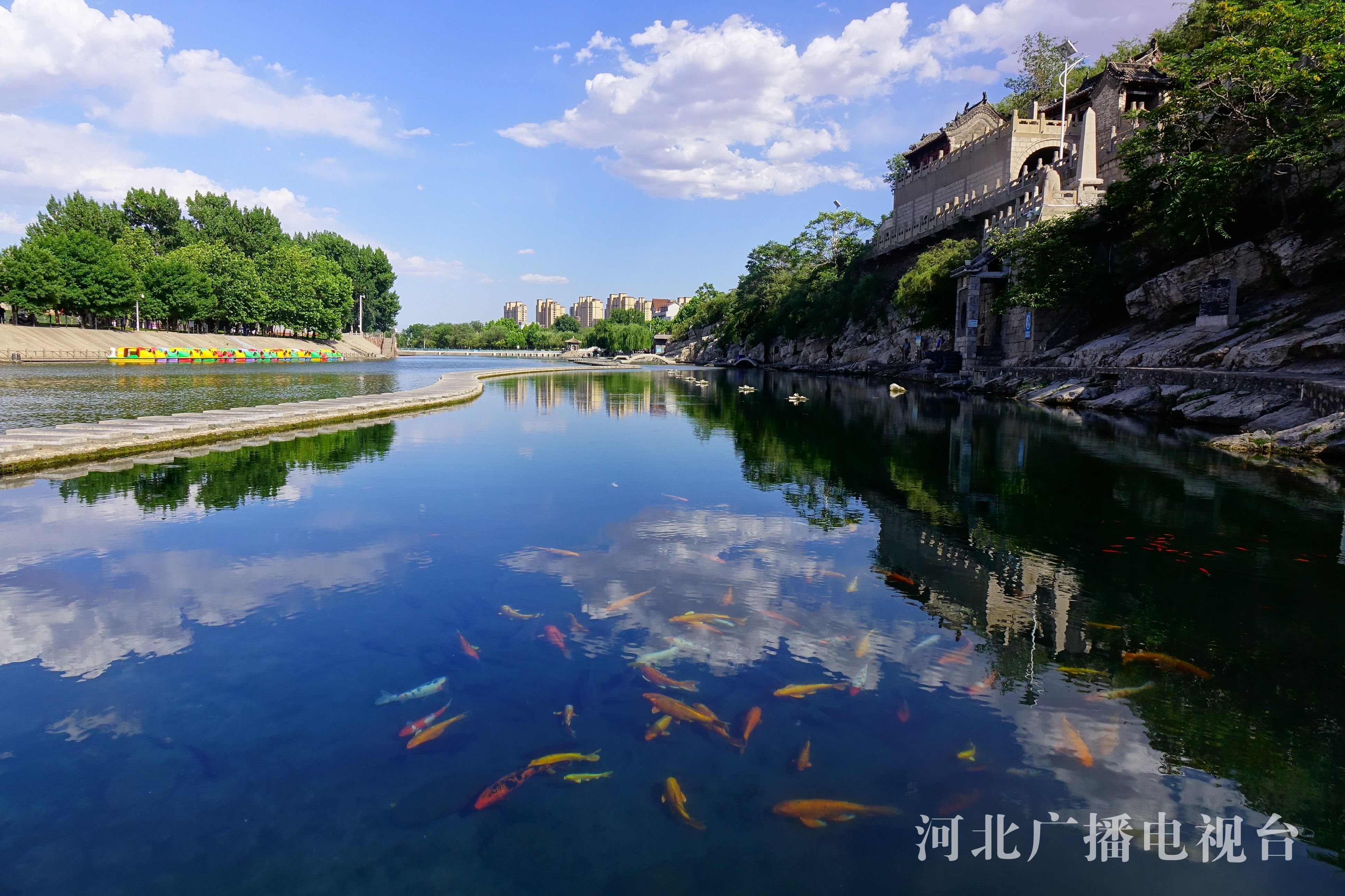 河北邯郸:滏阳河源头再现"水鸟天堂"