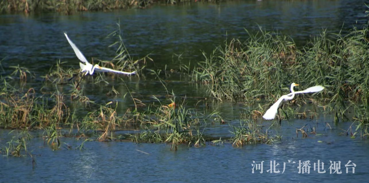 河北沧州 白鹭群重现泊头清凉江