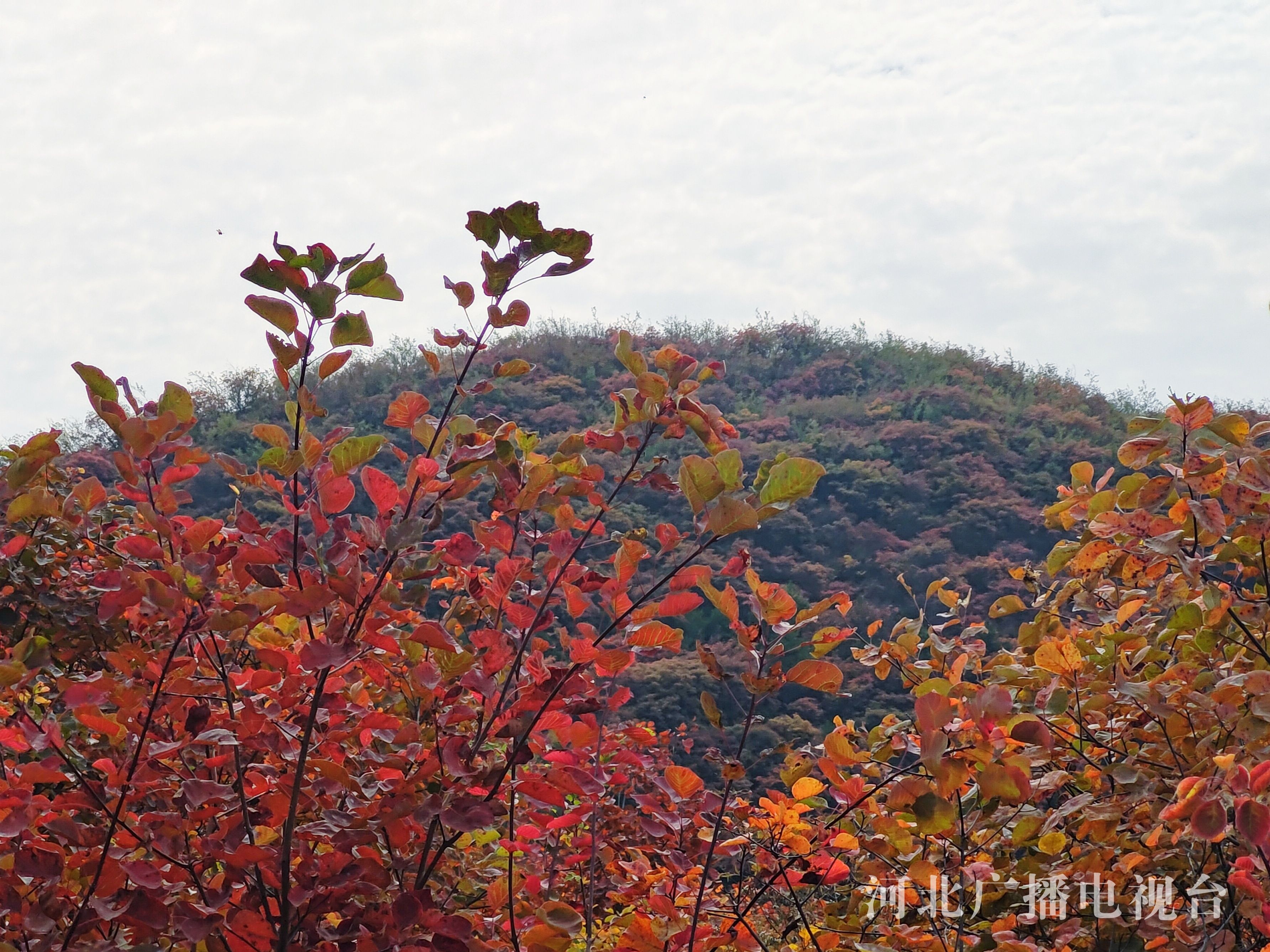 【携程攻略】什邡什邡红峡谷景点,红枫林的红叶太漂亮了，就像一副水彩画