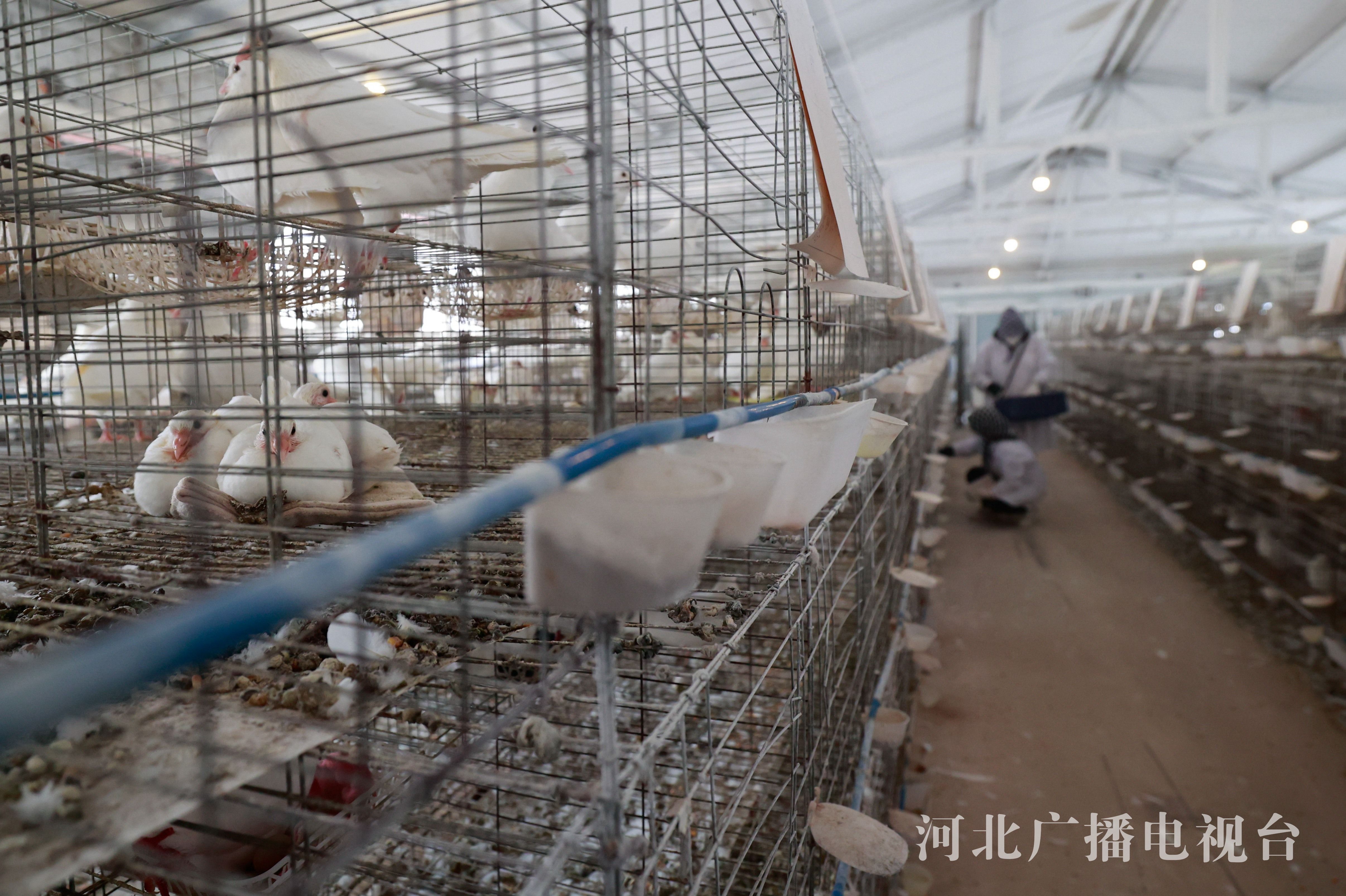 河北丰南:肉鸽养殖助农增收