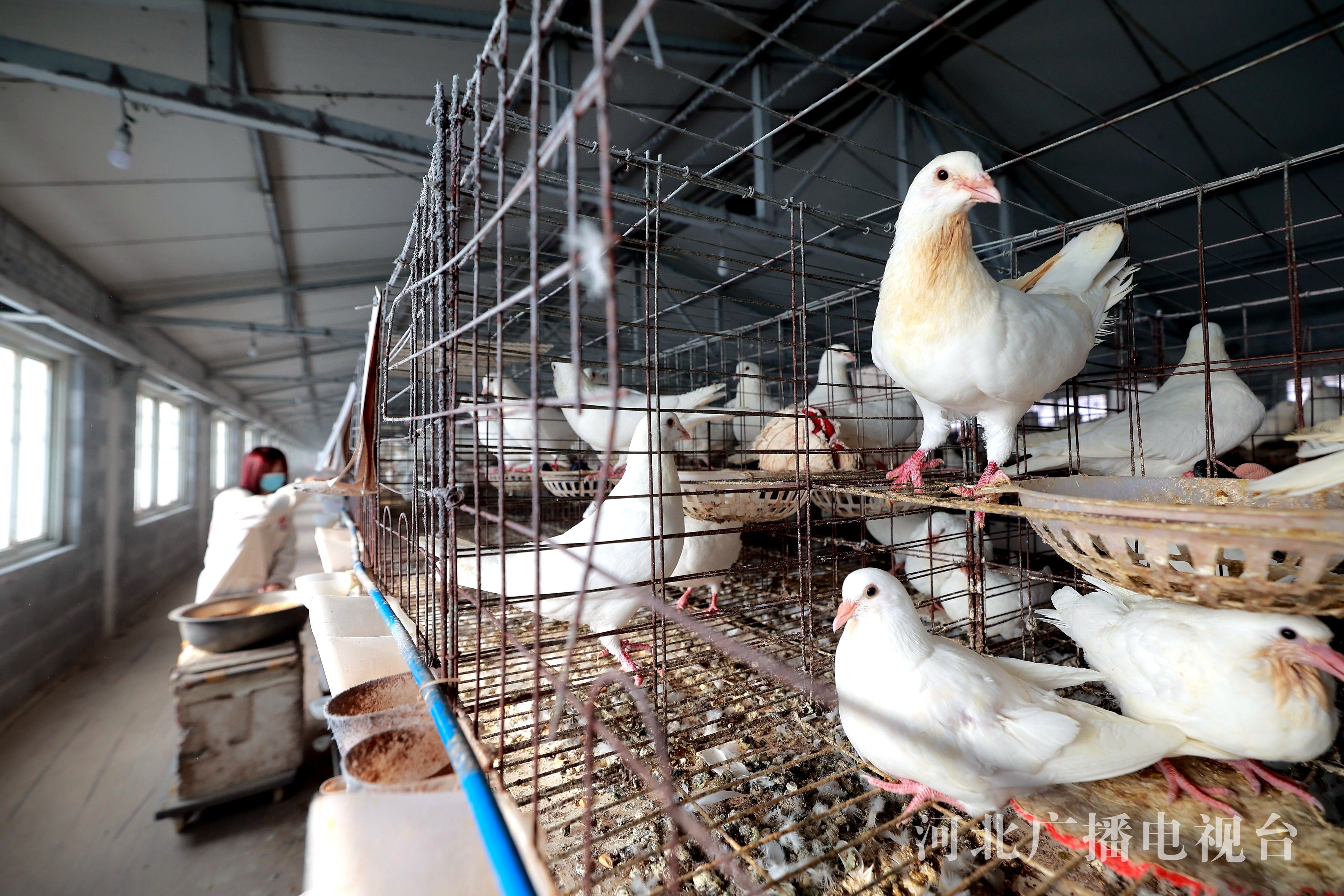 河北丰南:肉鸽养殖助农增收