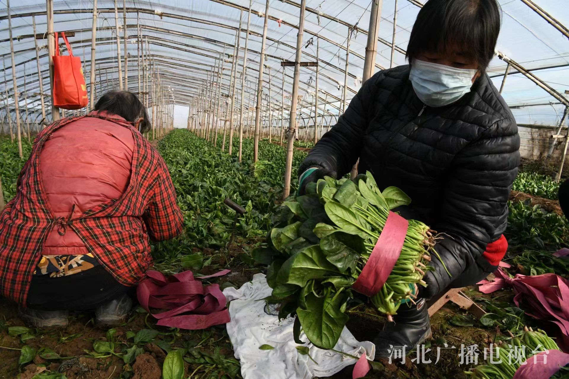 光明日报：解析栽培菠菜的“前世今生” 上海师大团队破解染色体级别基因组密码
