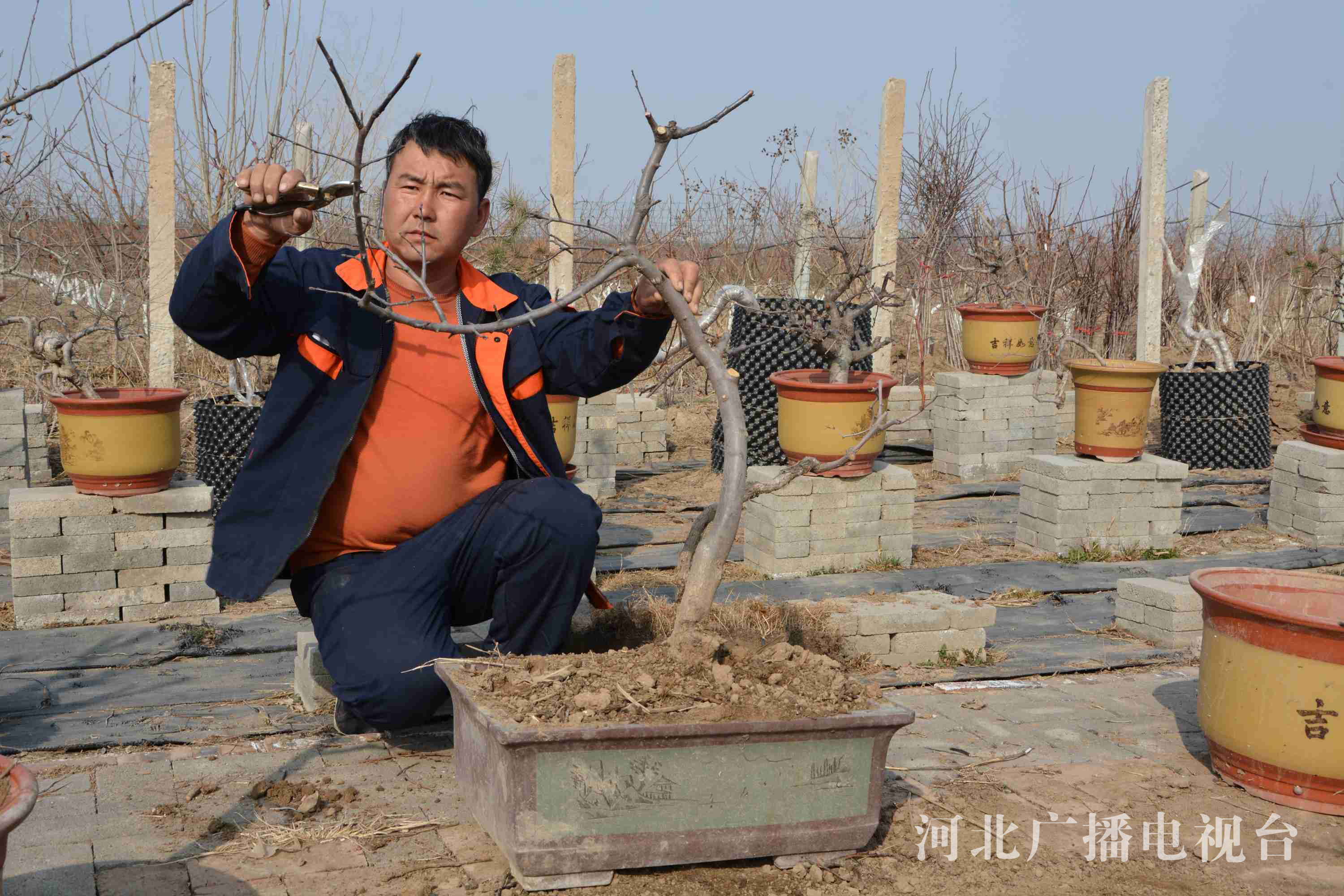 芒果体育app下载高阳：果树盆景能赏能吃 “创意农业”助农增收(图1)