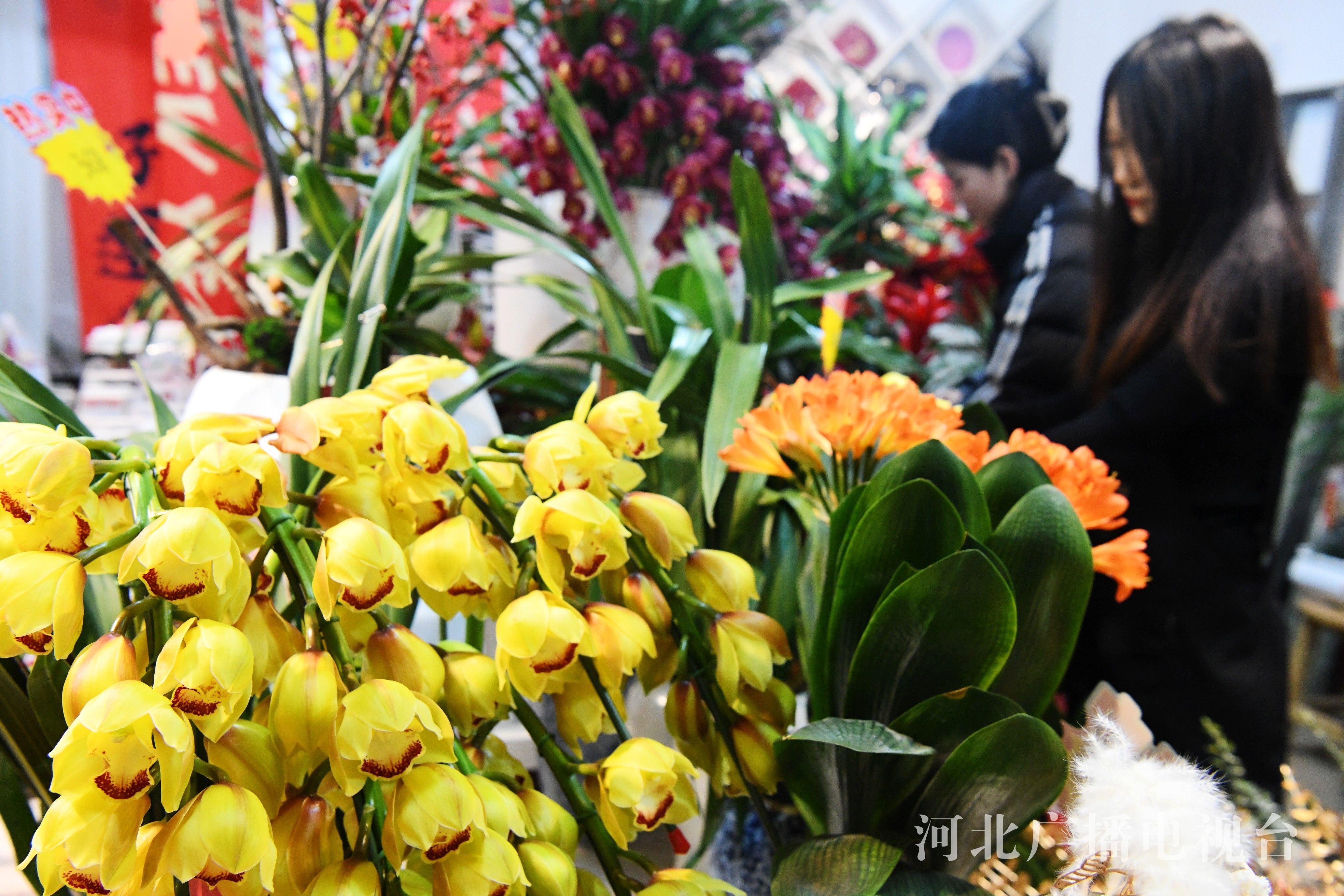 2024新春走基层 | 河北广平：年宵花俏销“年味儿”浓