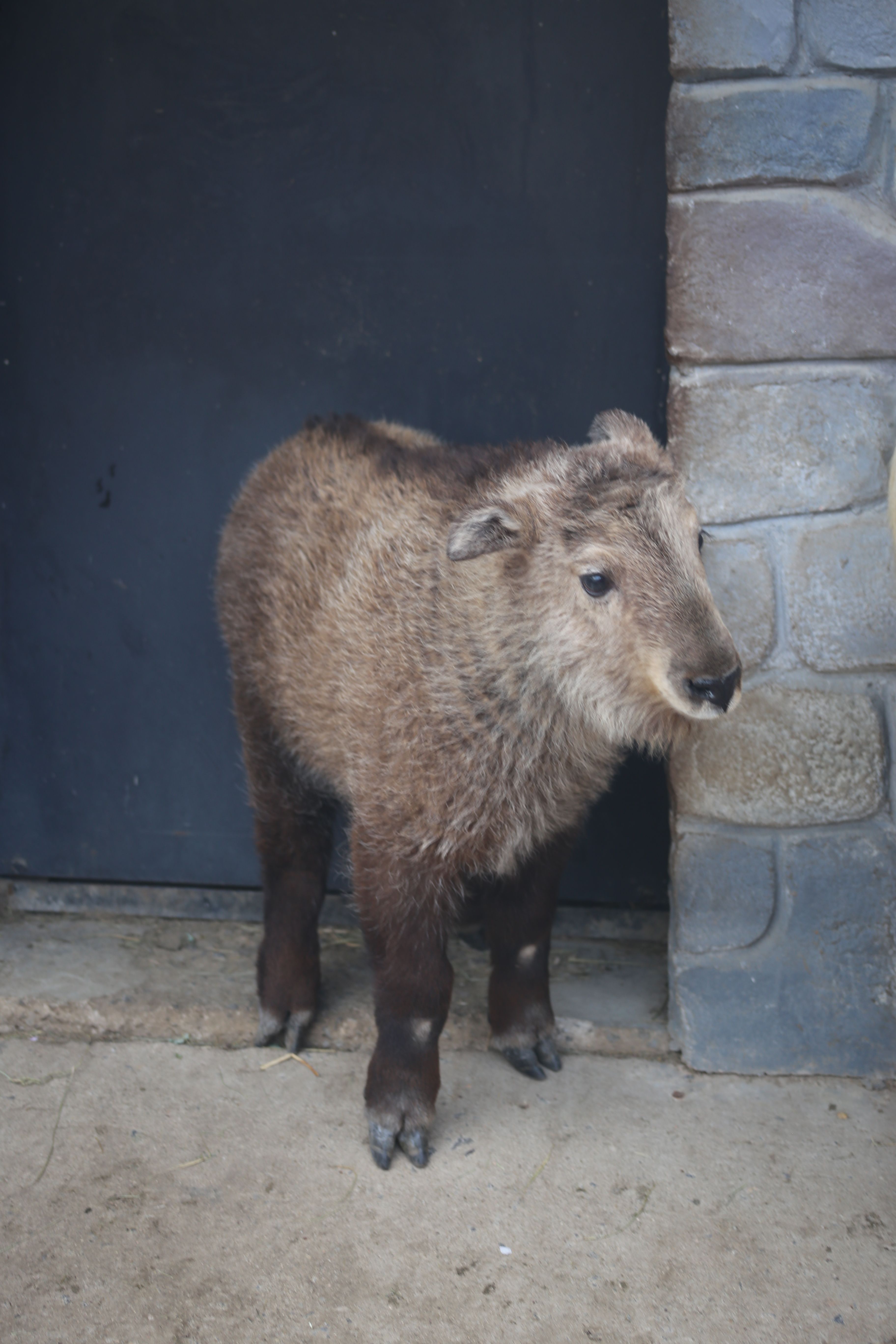 石家庄市动物园秦岭羚牛