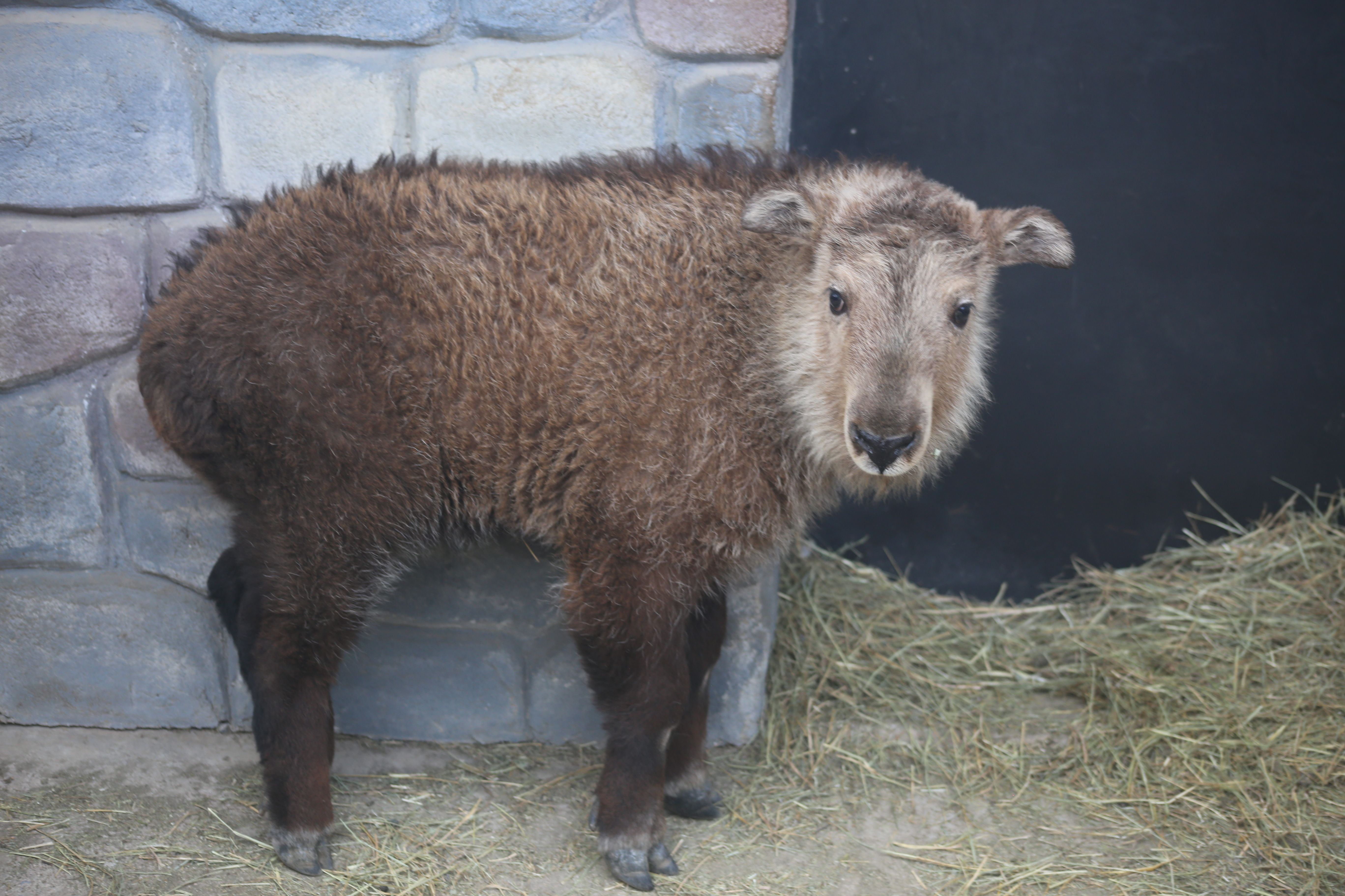 石家庄市动物园秦岭羚牛