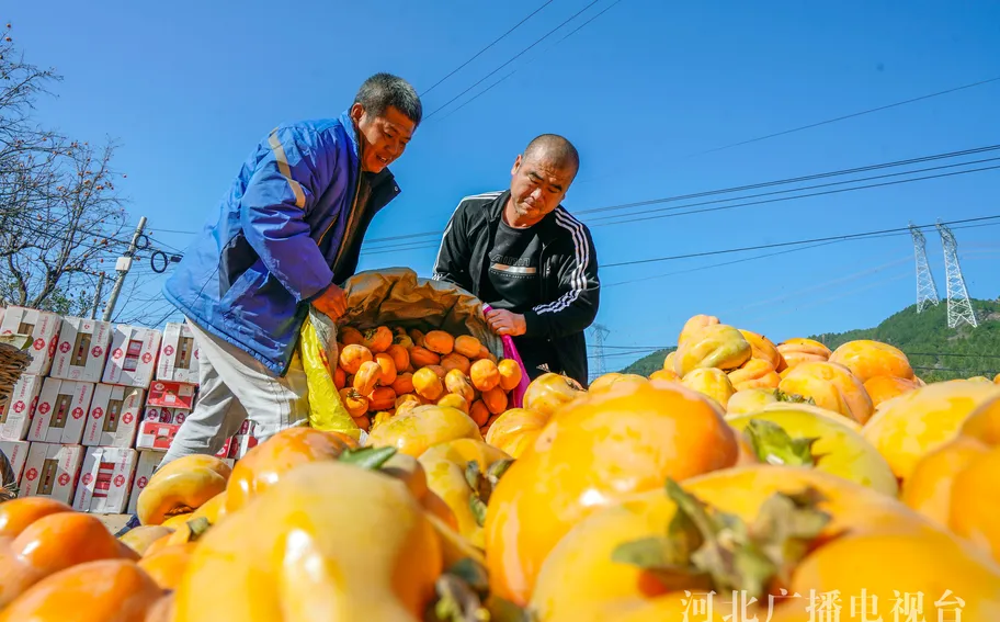 河北遵化：金秋果品收获忙