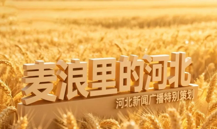 麥浪里的河北 | 黃驊的旱堿麥豐收了！