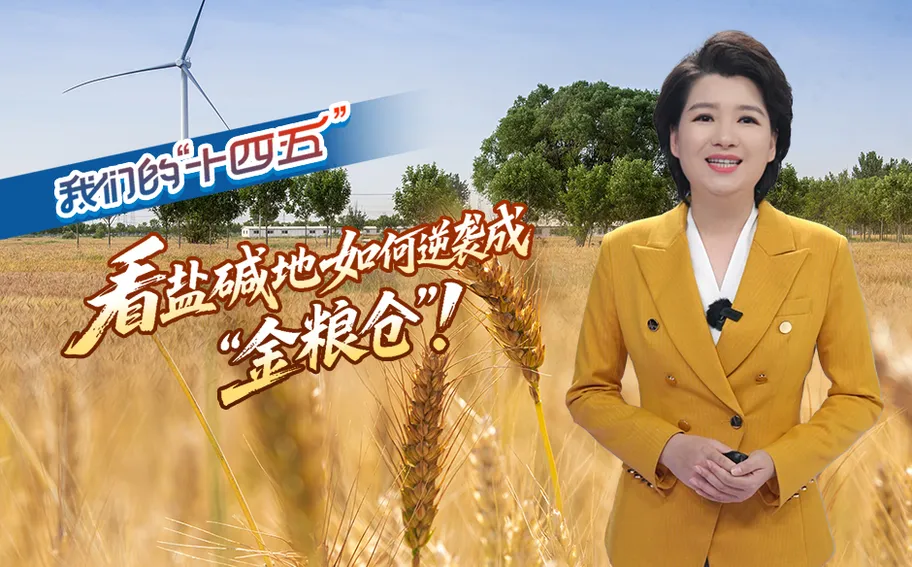 我们的“十四五”丨看盐碱地如何逆袭成 “金粮仓”！