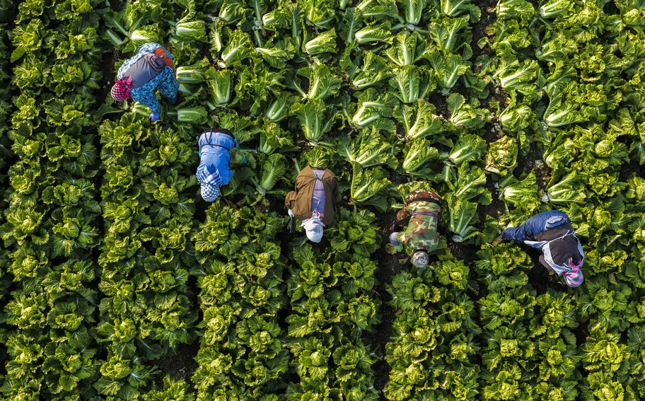 唐山玉田：应对寒潮 蔬菜抢收忙