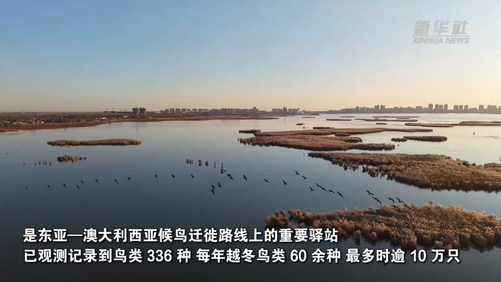 新华社关注河北丨候鸟迁徙高峰启幕 衡水湖现“鸟浪”景观