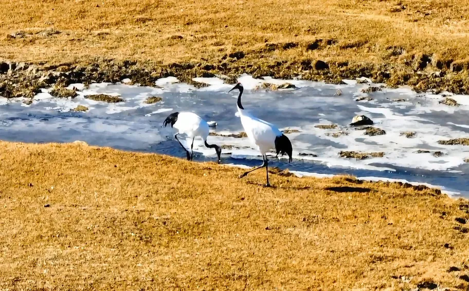 出镜！我的鸟类朋友圈丨沽源闪电河，丹顶鹤的 “幸福驿站”