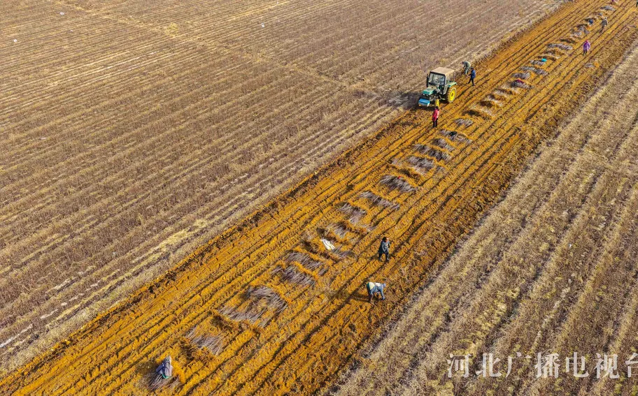 唐山遵化：苗木基地树苗出圃忙