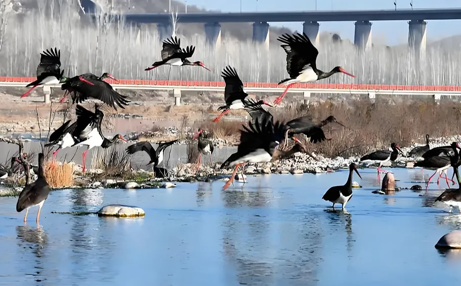 出镜！我的鸟类朋友圈丨安家繁衍！滹沱河的生态答卷：黑鹳从候鸟变留鸟@美丽河北见证官 张文元
