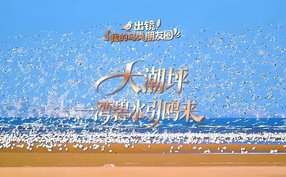 出镜！我的鸟类朋友圈丨大潮坪，一湾碧水引鸥来