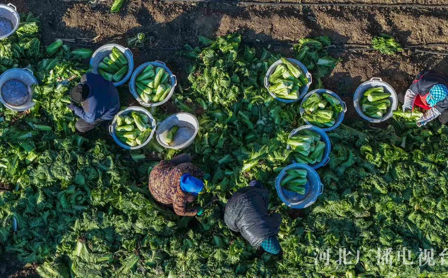 唐山玉田：大雪时节农事忙