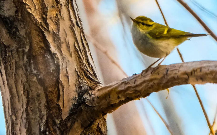 河北邯郸：龙湖公园鸟类品种添新 生态改善引众鸟来栖