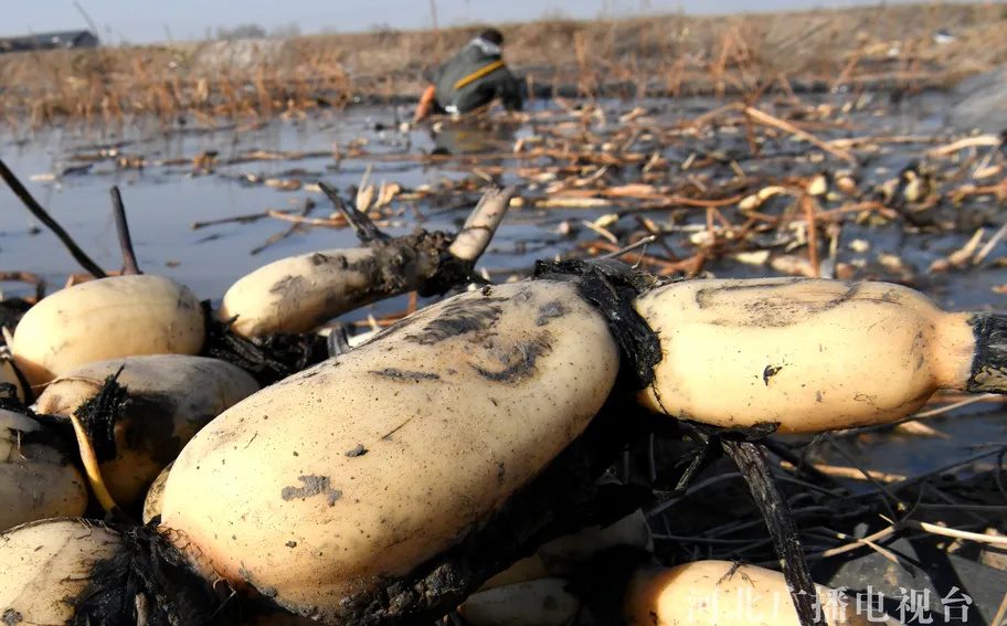 河北广平：乡村鲜藕采收忙