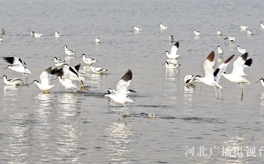 河北丰南：冬日候鸟舞蹁跹
