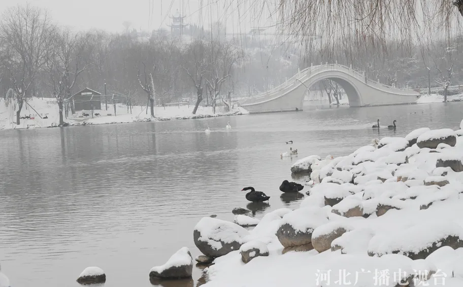 河北广平：雪后天鹅湖