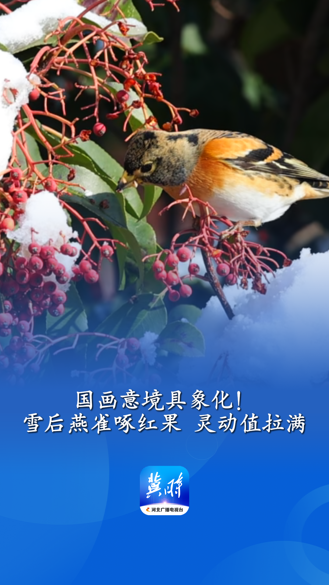 国画意境具象化！雪后燕雀啄红果 灵动值拉满丨这么近，那么美，周末到河北