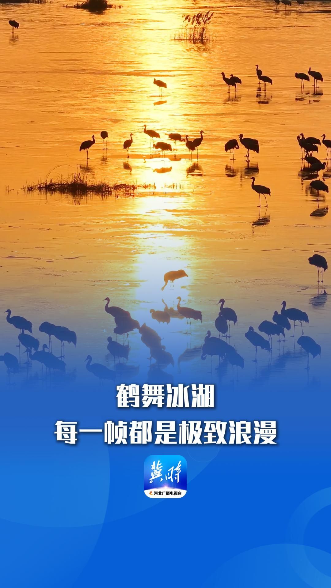 鹤舞冰湖，每一帧都是极致浪漫~丨这么近，那么美，周末到河北