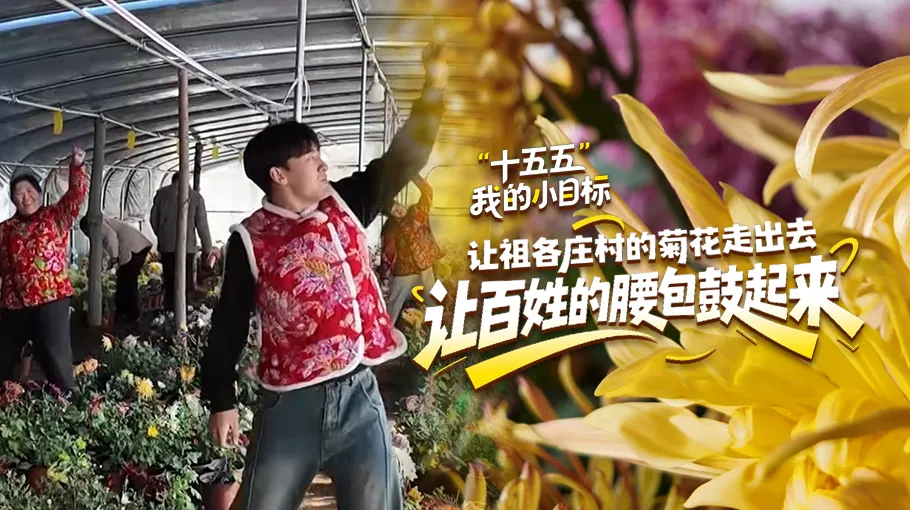 “十五五”我的小目标丨让祖各庄村的菊花走出去 让百姓的腰包鼓起来