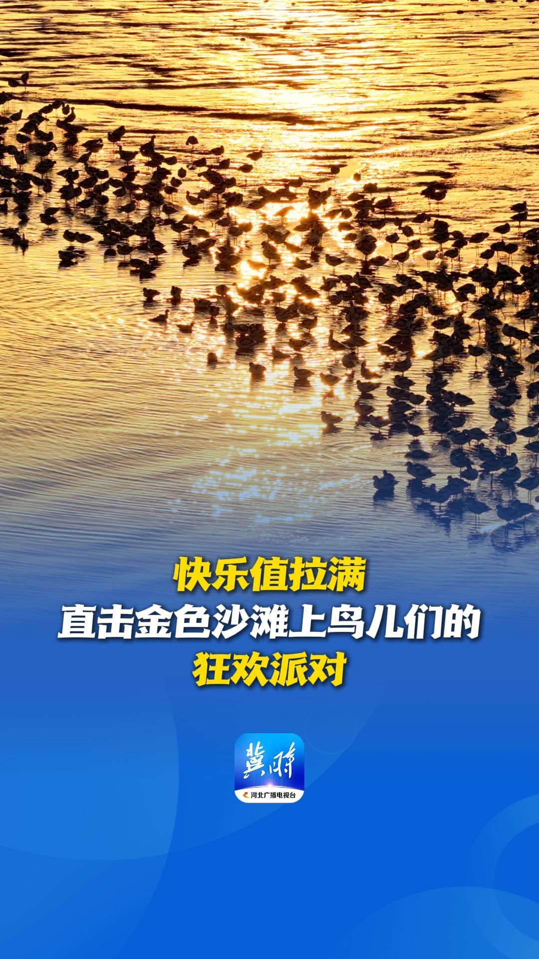 快乐值拉满！直击金色沙滩上鸟儿们的狂欢派对丨这么近，那么美，周末到河北