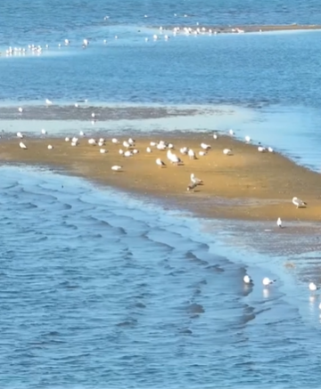 迁徙日记⑥：这湿地太懂候鸟心！