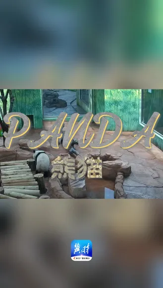 两只国宝大熊猫正式“落户”秦皇岛