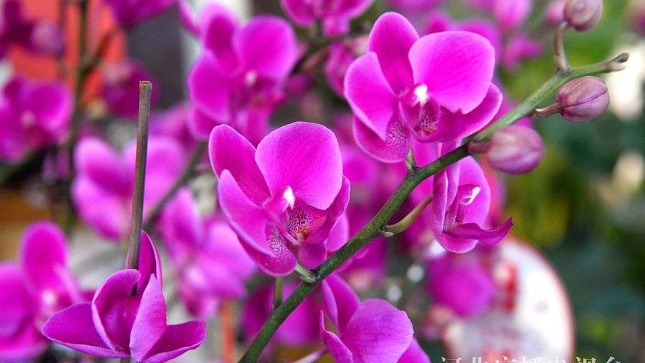 新年将至 鲜花热销添喜庆