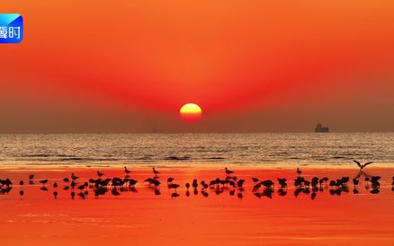 2026来沧州南大港湿地 赴一场候鸟之约