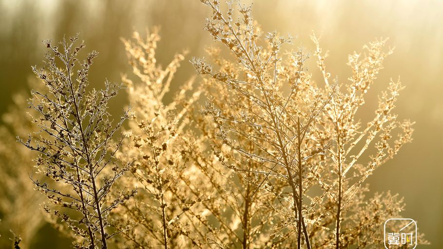 邯郸广平：苇蒿凝霜裹银装  晶莹剔透醉寒冬