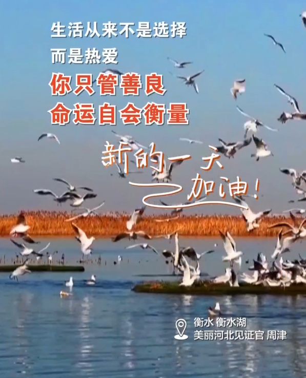 2026年1月8日 星期四 农历十一月二十｜生活从来不是选择而是热爱，你只管善良，命运自会衡量！