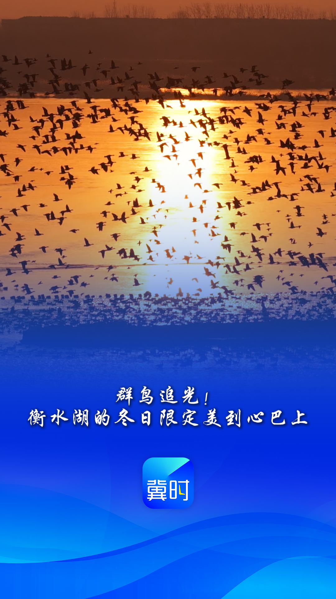 鸟儿的翅膀会说话丨群鸟追光！衡水湖的冬日限定美到心巴上