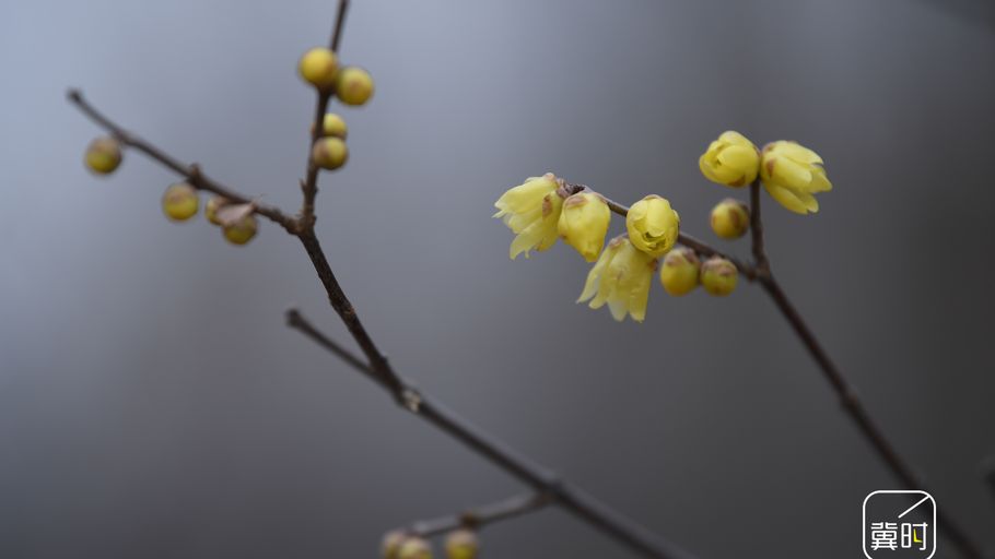 邯郸广平：腊梅凌寒开 暗香溢寒冬