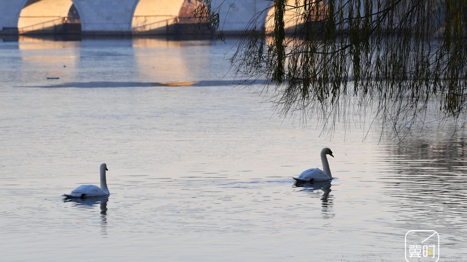邯郸广平：冰湖栖天鹅 静谧与灵动交响