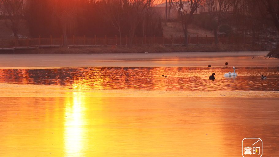 邯郸广平：冰面映朝阳 天鹅添灵动