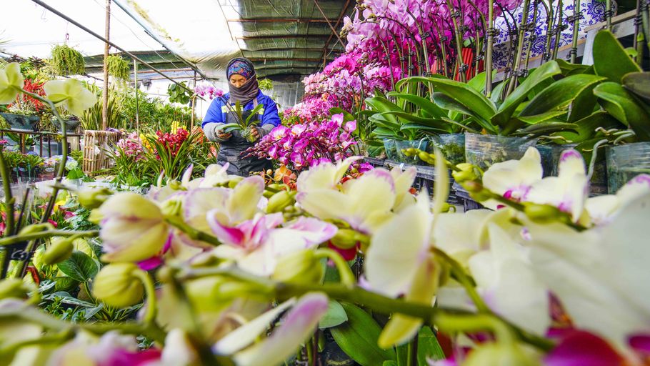 唐山遵化：迎春花卉管护忙