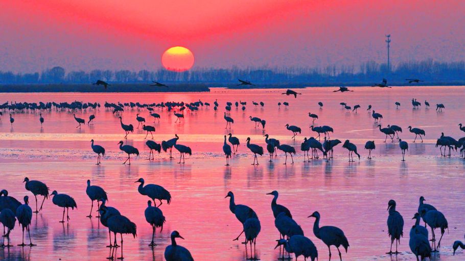 6万余只鸟儿云集衡水湖 上演冬日生态奇趣